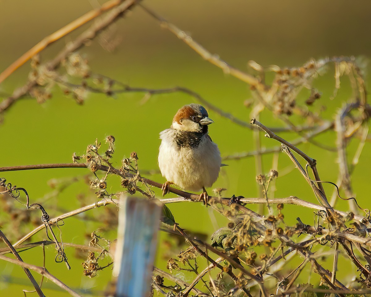 House Sparrow - ML417173161