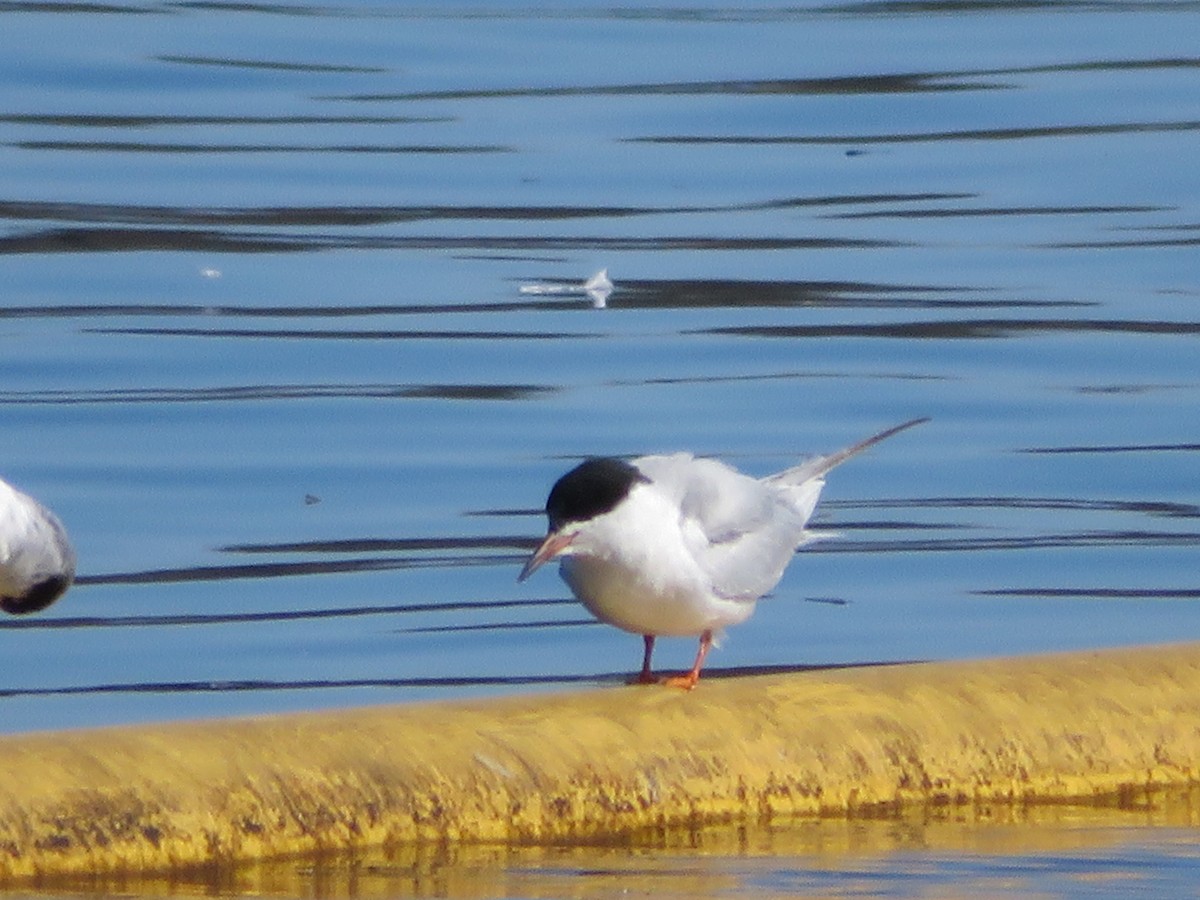 Forster's Tern - ML417173181