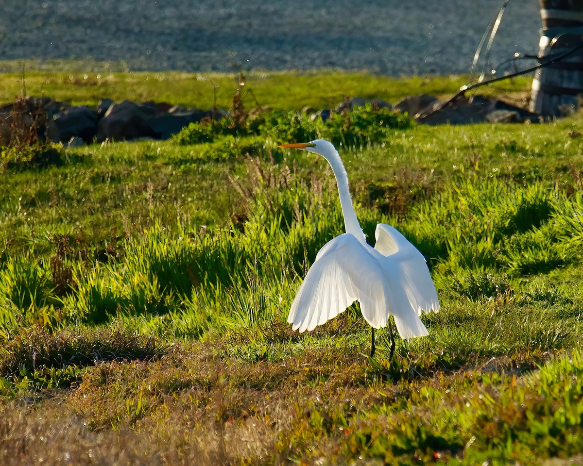 Great Egret - ML417173571