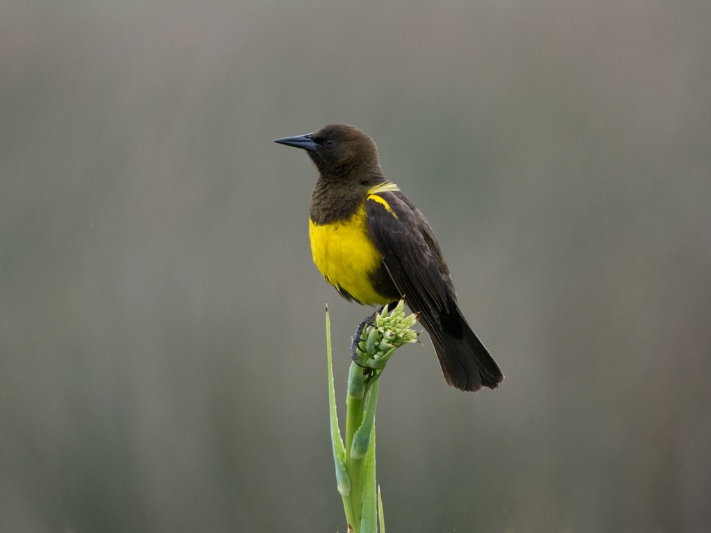 Brown-and-yellow Marshbird - Evaldo Cesari de de Oliveira Jr