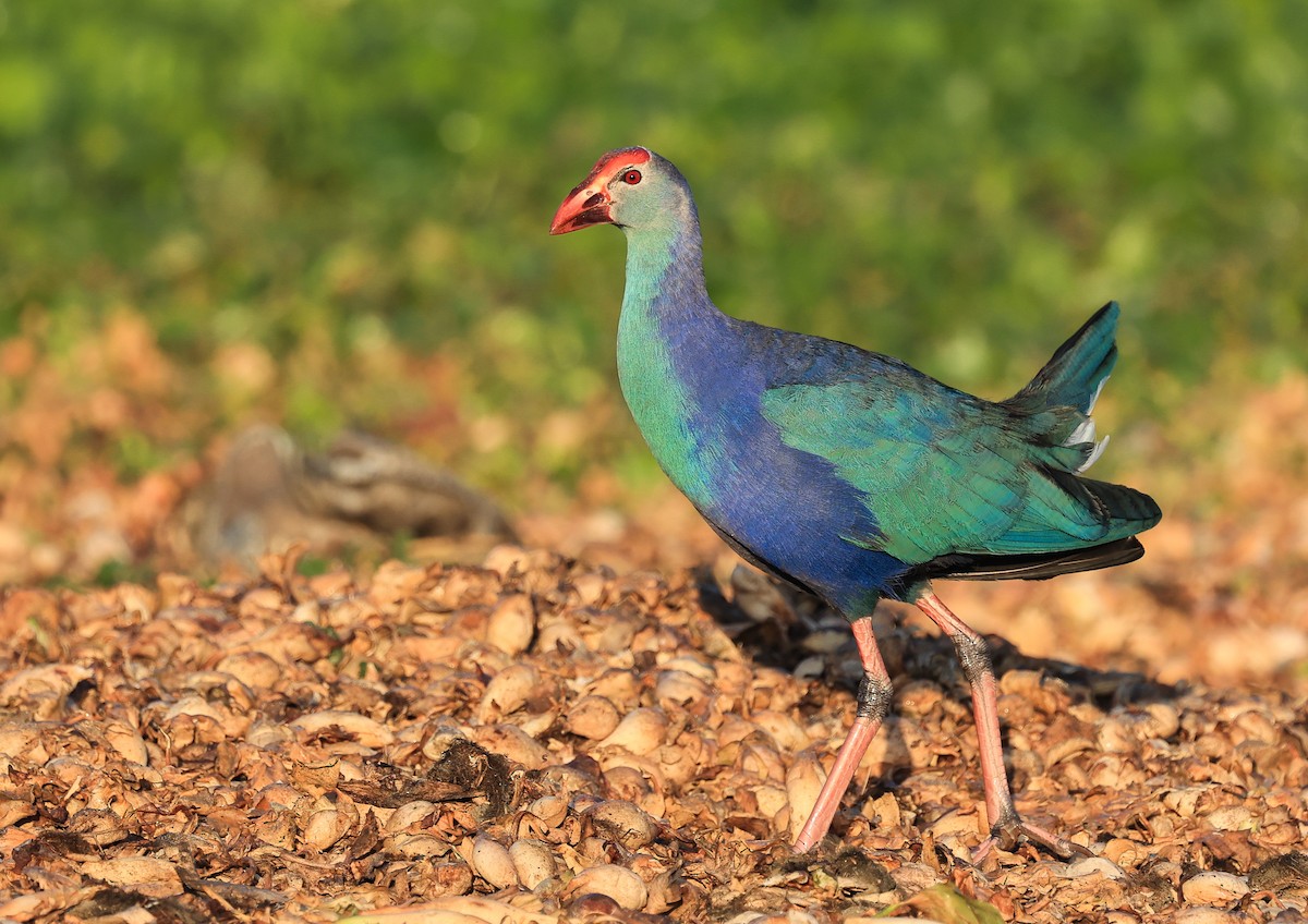 Gray-headed Swamphen - ML417179071