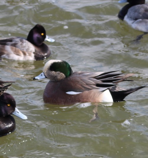 American Wigeon - Tom Donahue