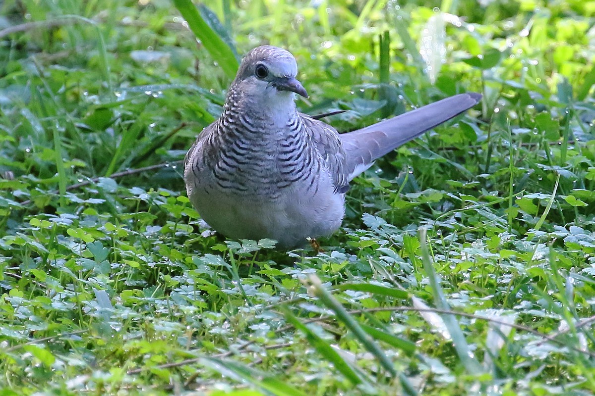 Peaceful Dove - ML417180561