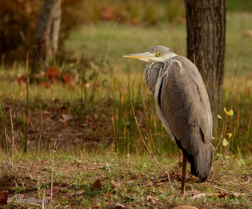 Gray Heron - ML41718061