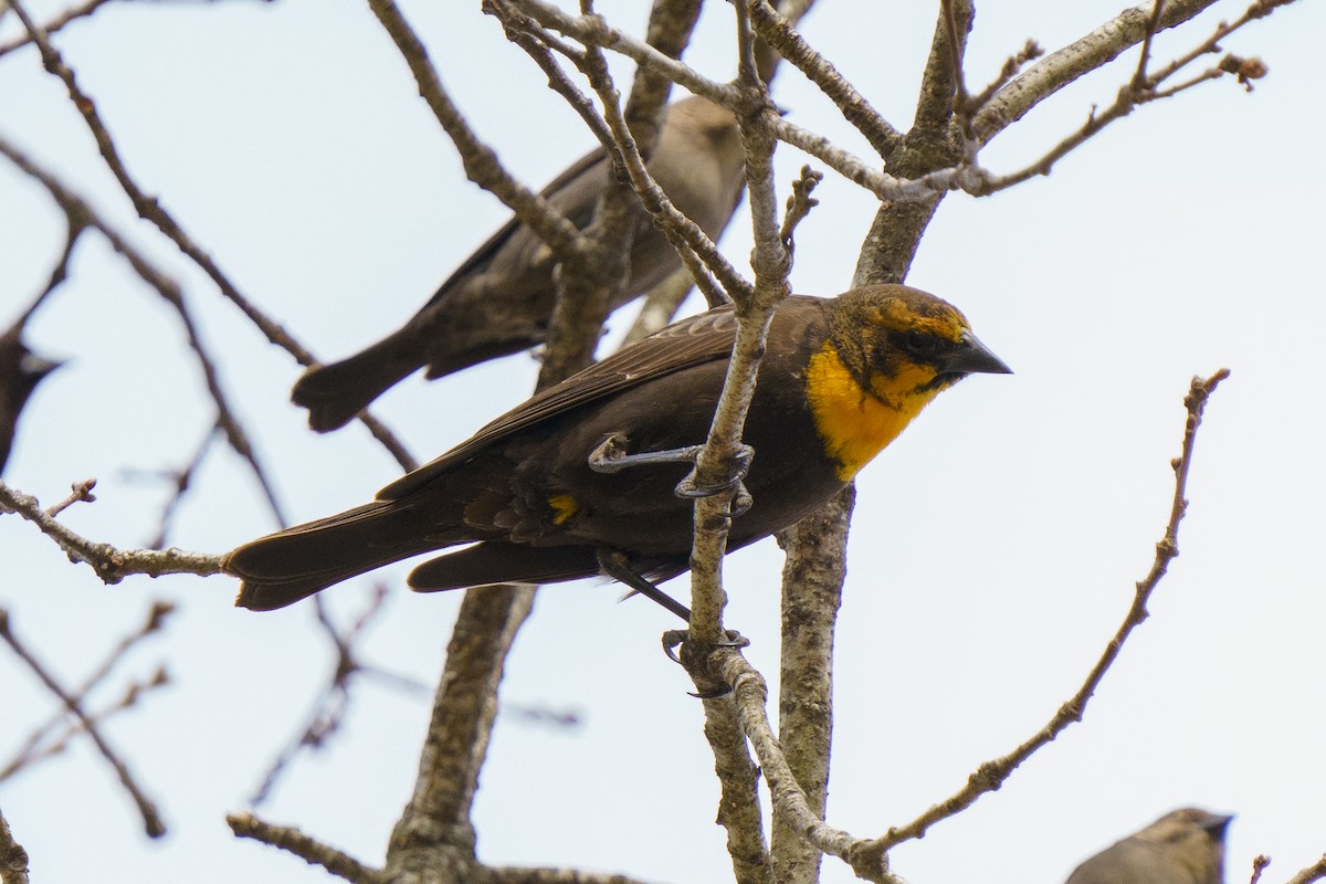Yellow-headed Blackbird - ML417181481