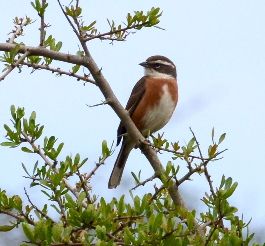 Bolivian Warbling Finch - ML41718151