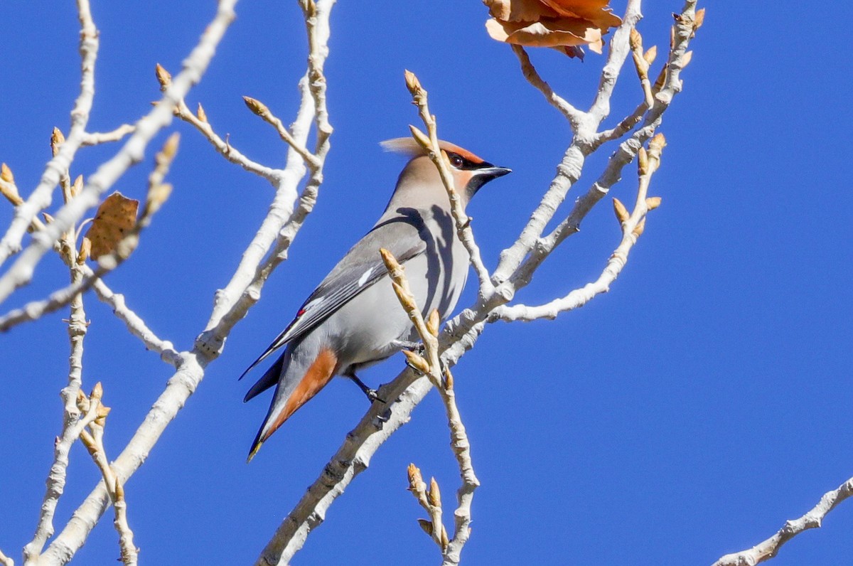 Bohemian Waxwing - ML417182021