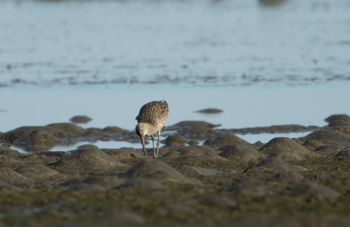 Far Eastern Curlew - ML417182231