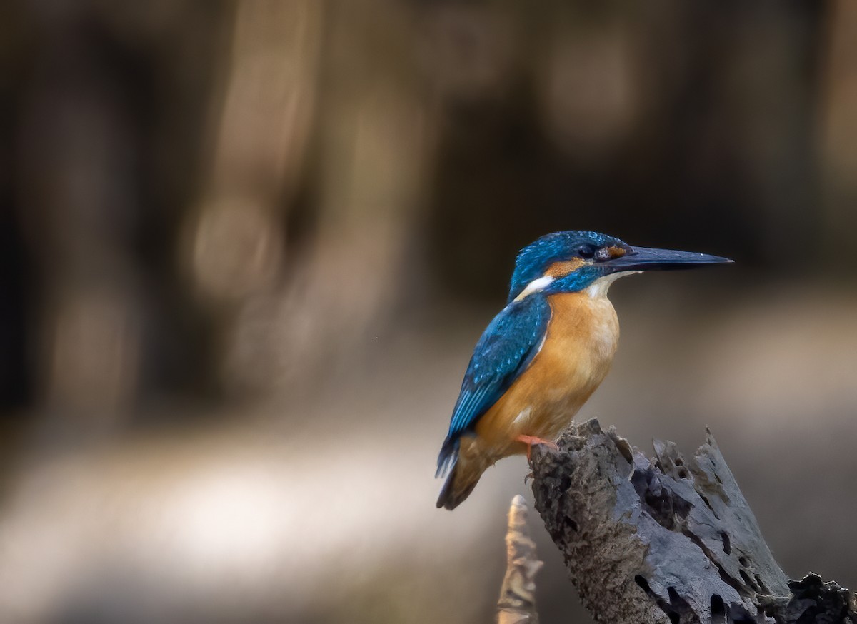 Common Kingfisher - ML417182291