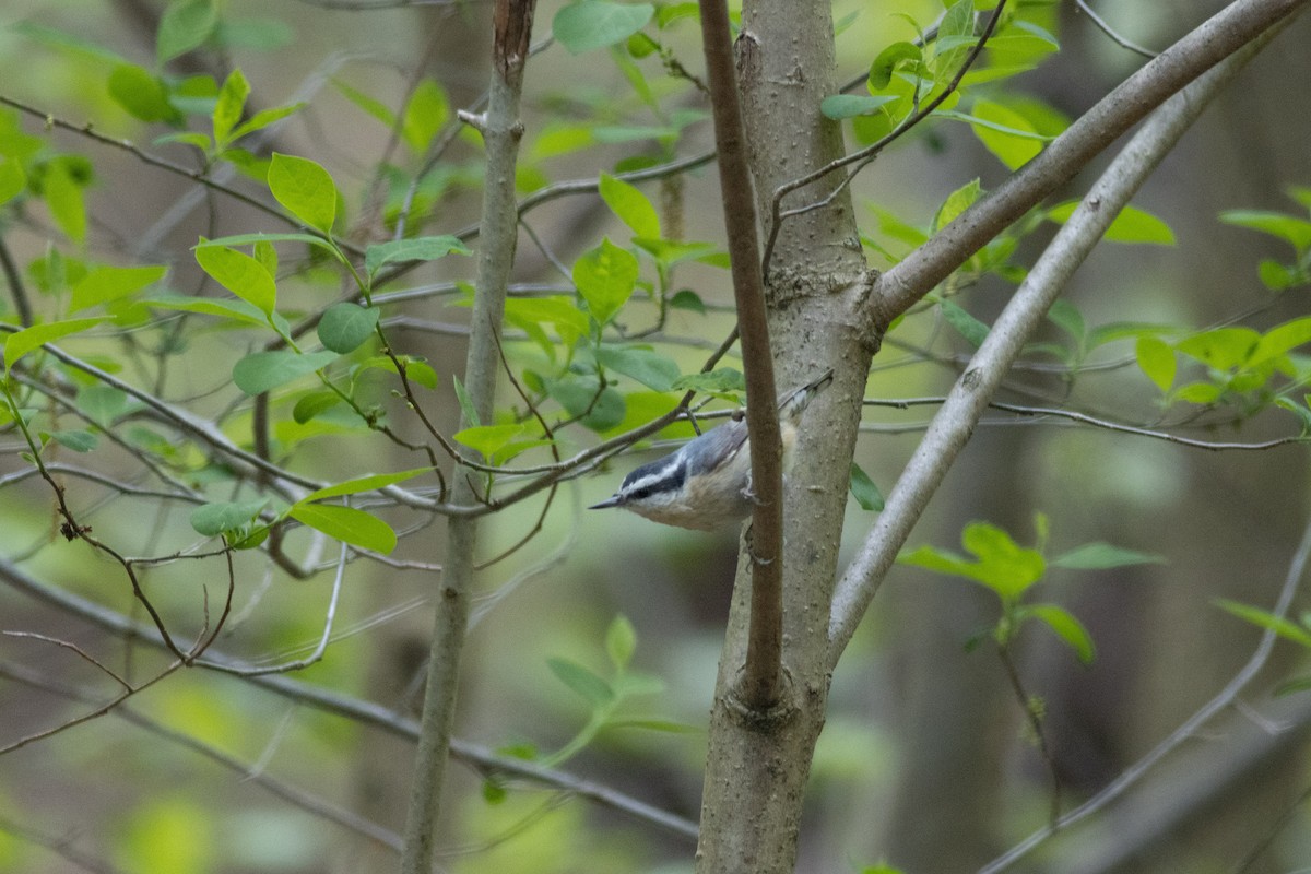 Red-breasted Nuthatch - ML417183561