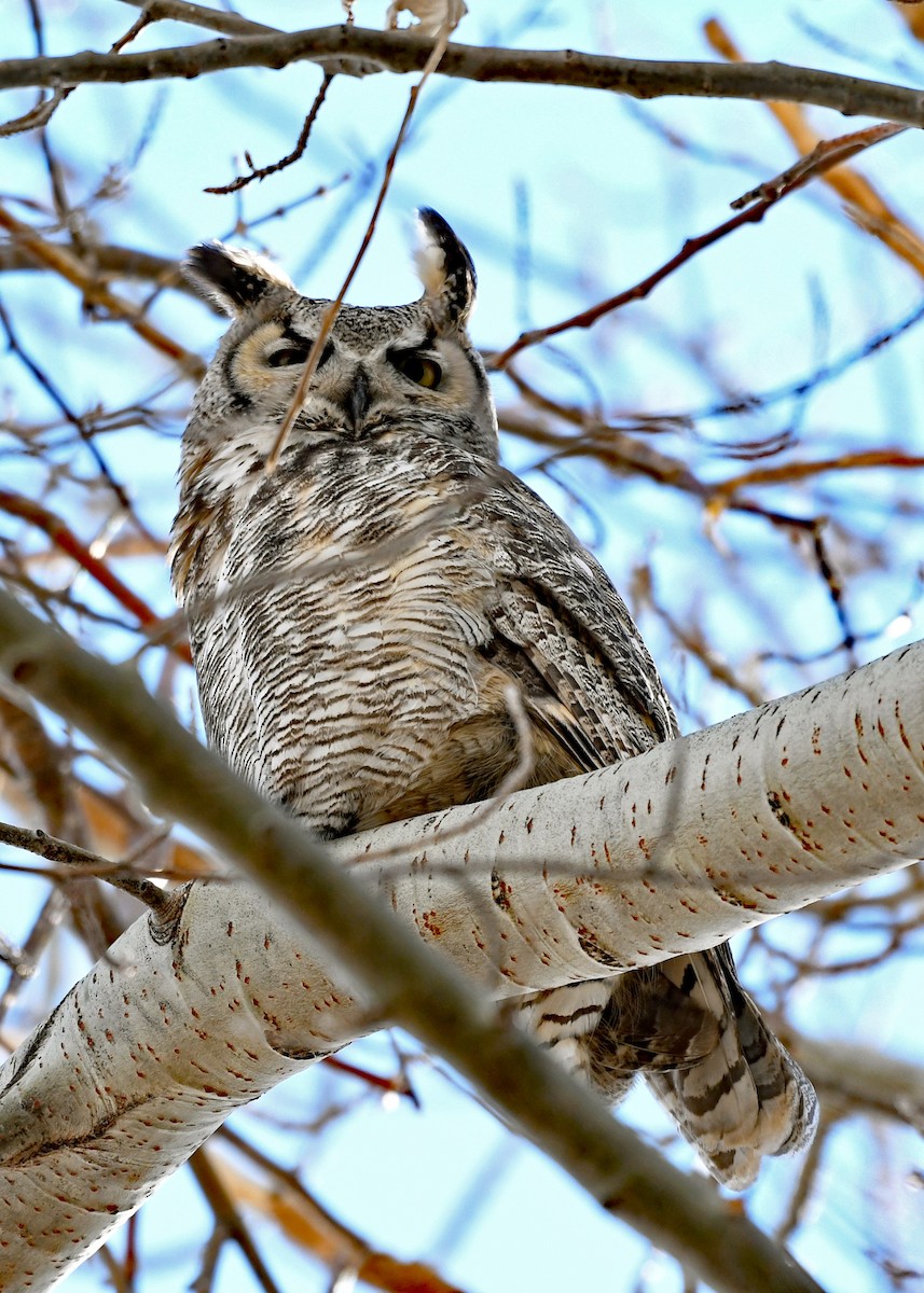 Great Horned Owl - ML417184251