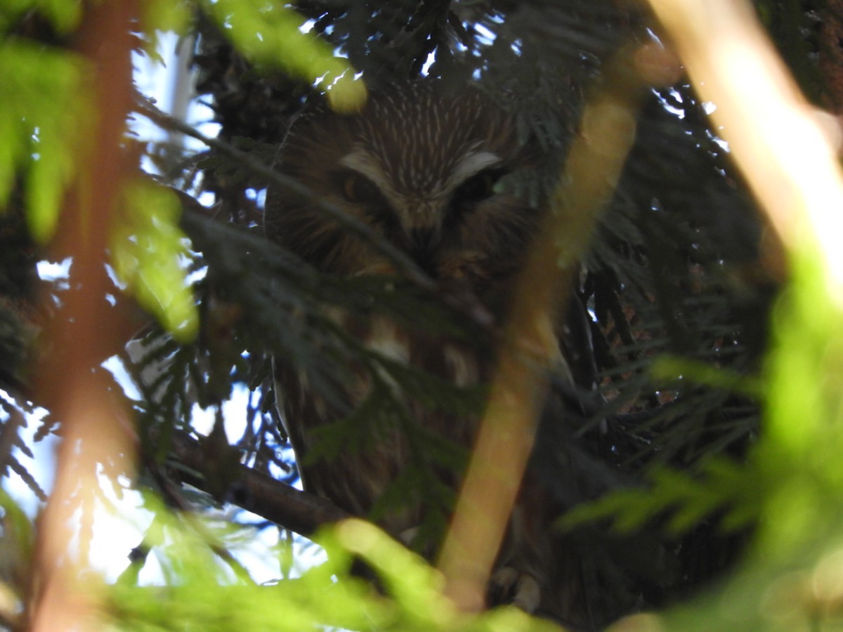 Northern Saw-whet Owl - ML417184621