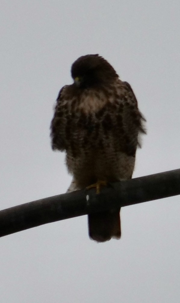 Red-tailed Hawk - ML417185031