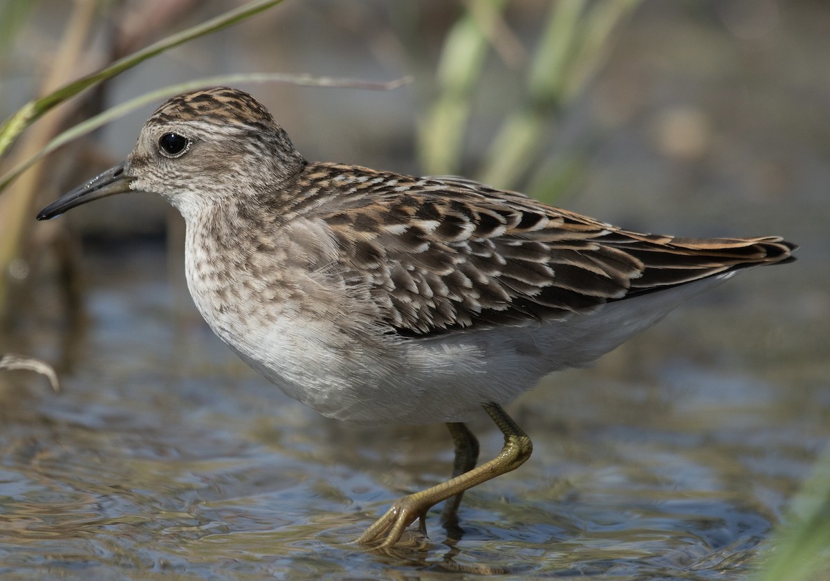 Long-toed Stint - Hinata Kawamori