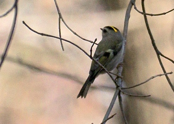 Golden-crowned Kinglet - ML41718851