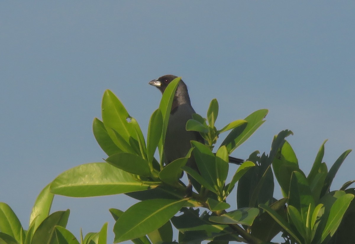 Black-faced Tanager - ML417188601