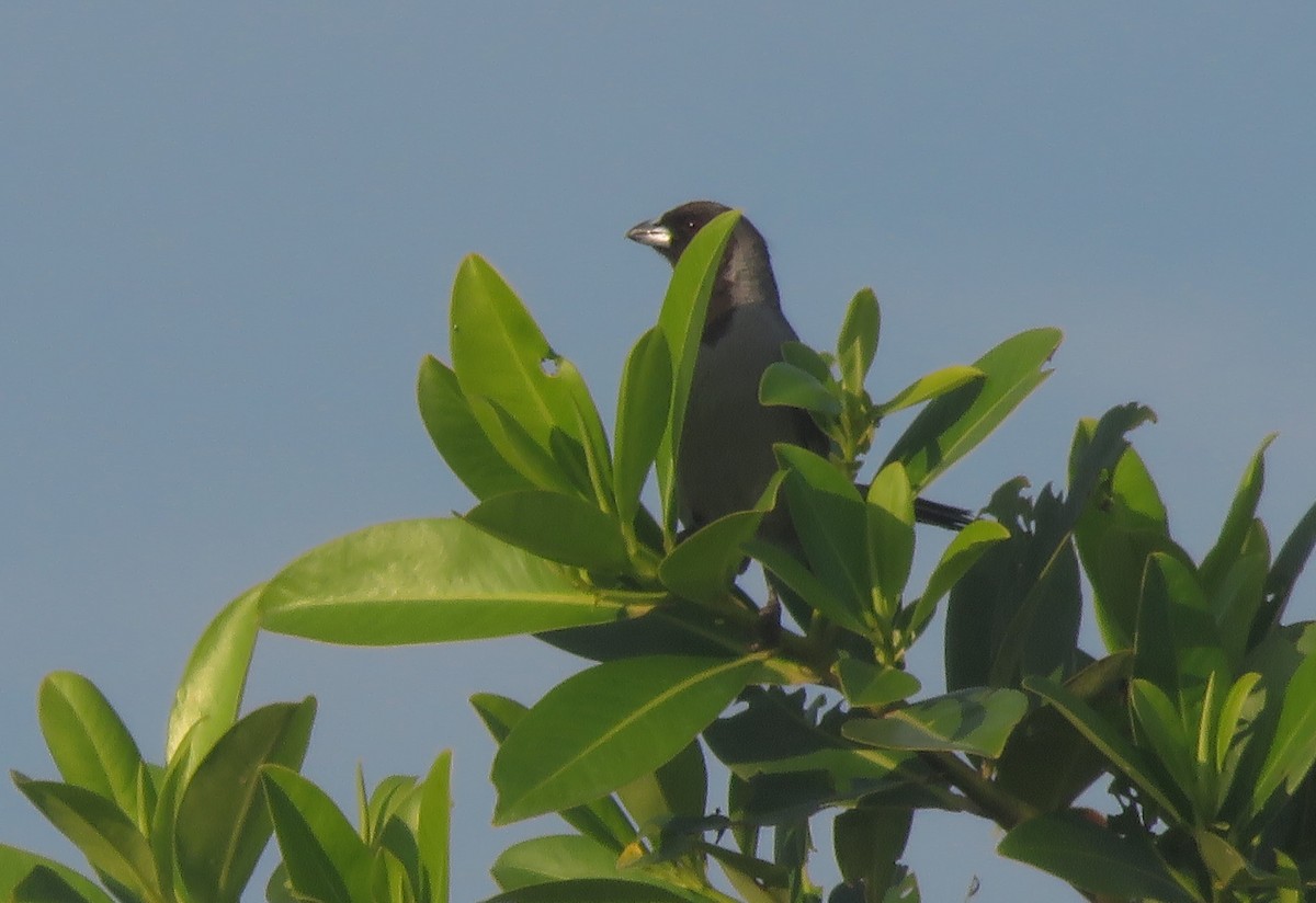 Black-faced Tanager - ML417188611