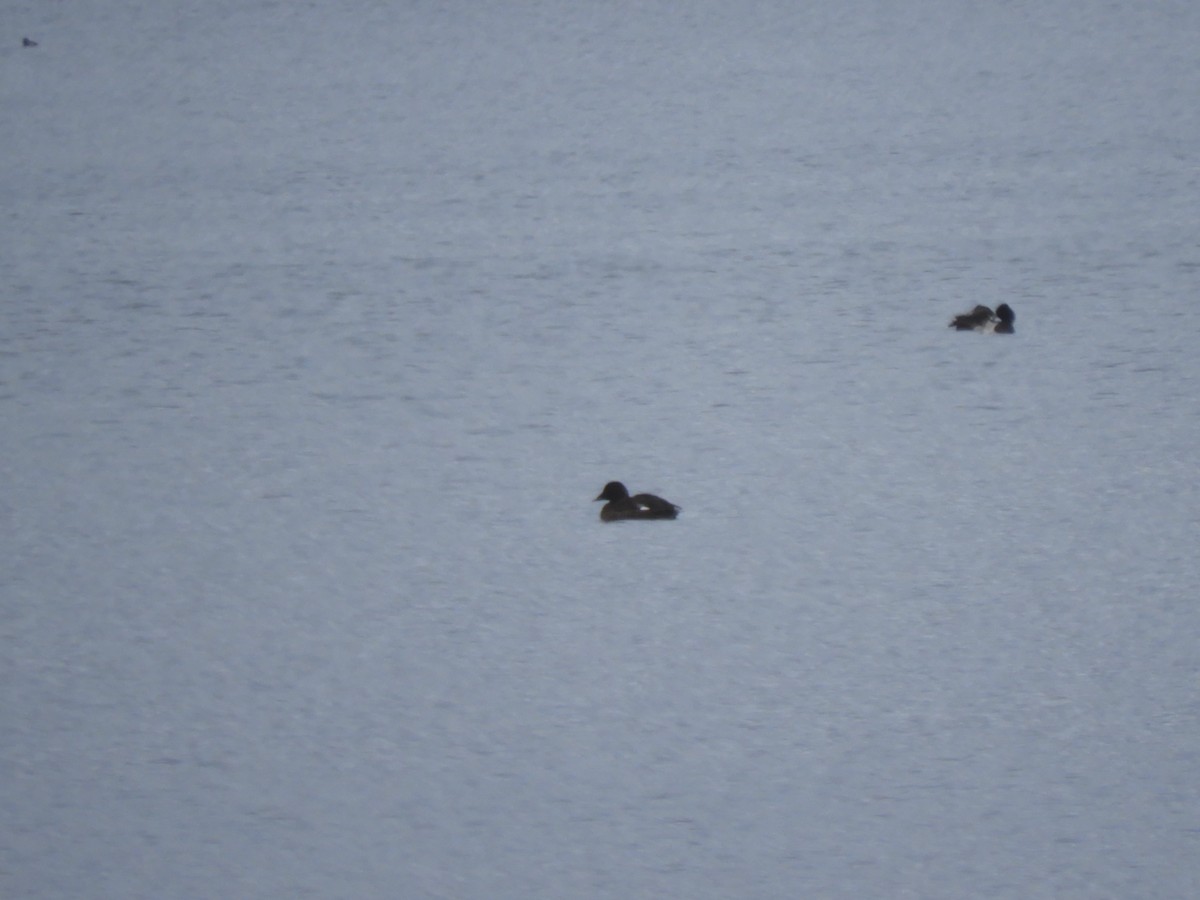 White-winged Scoter - ML417189601