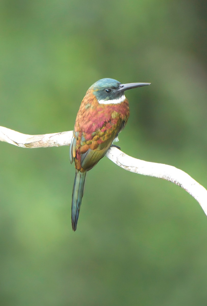 Purplish Jacamar - ML417190091