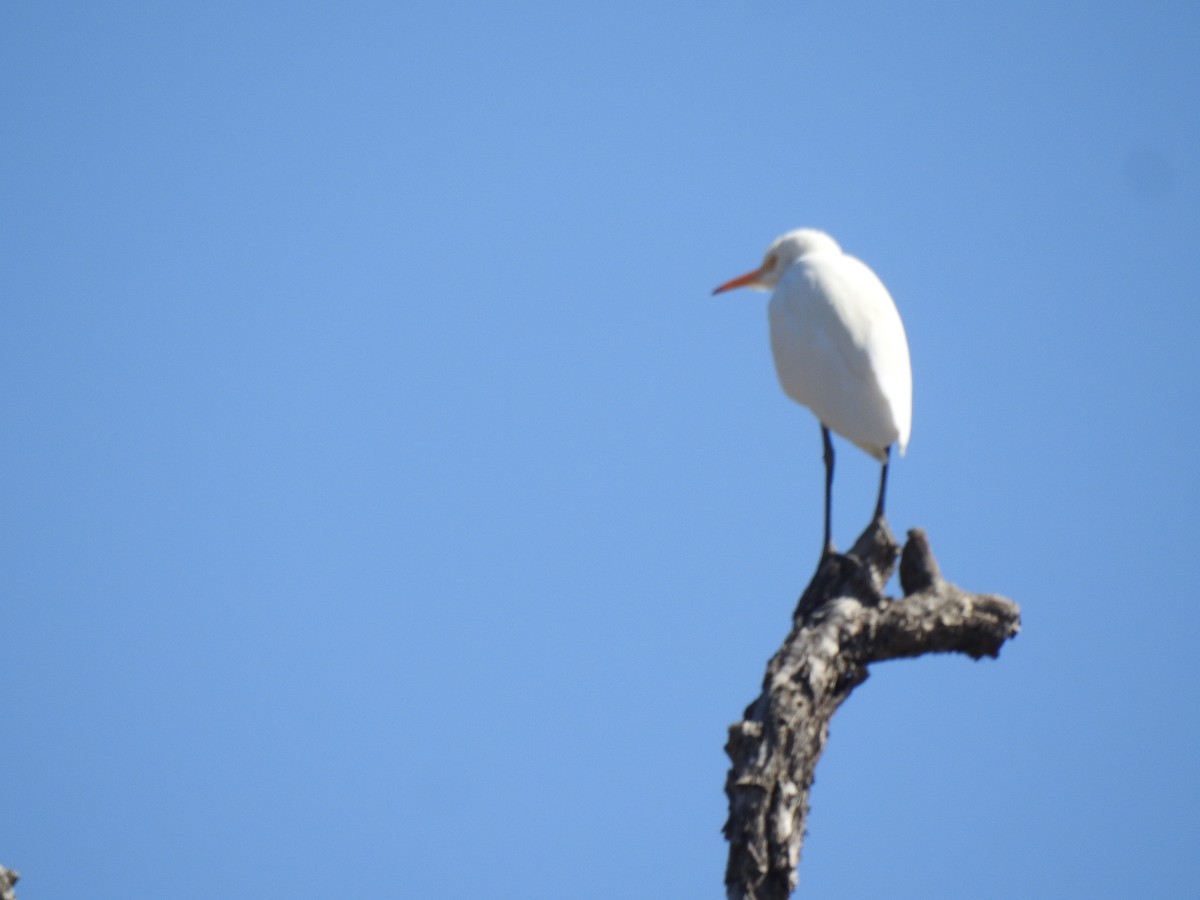 Eastern Cattle Egret - ML417190481