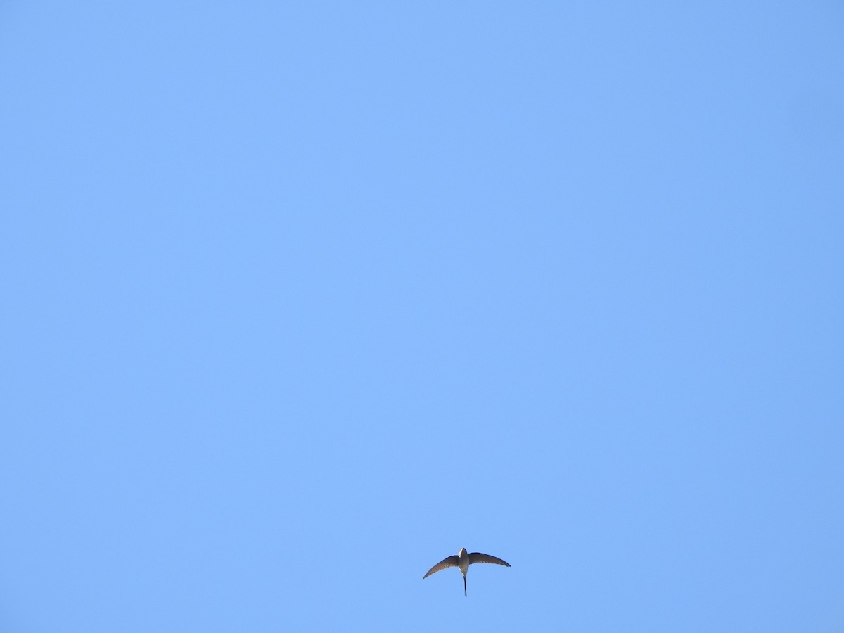 Crested Treeswift - ML417193641