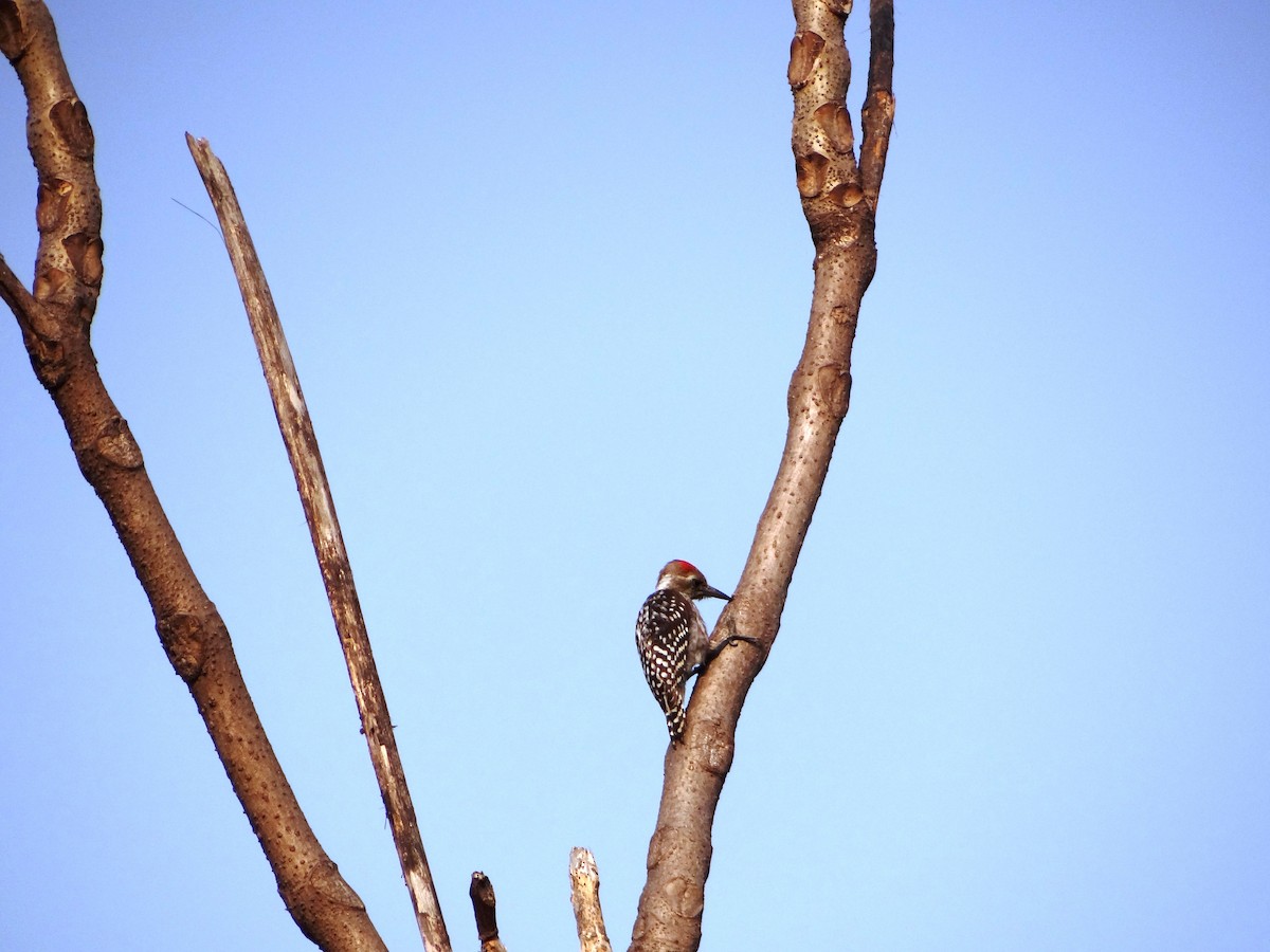 Dendrocopos sp. - ML417193961