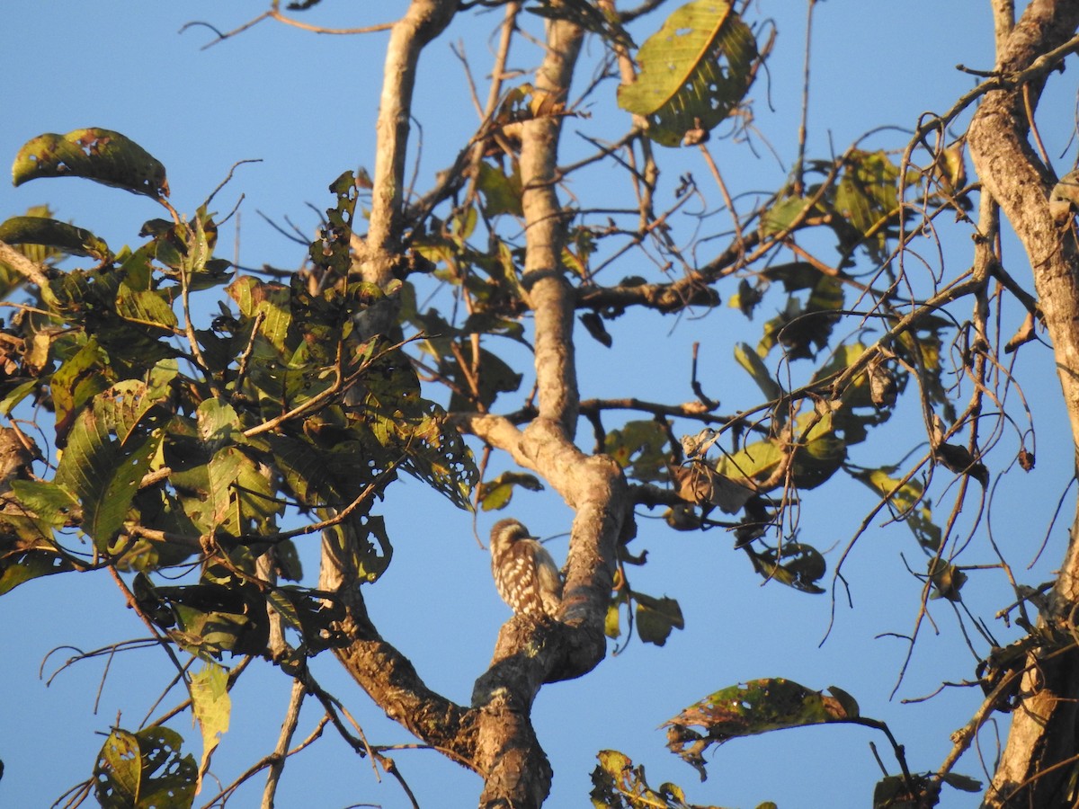 Brown-capped Pygmy Woodpecker - ML417194321