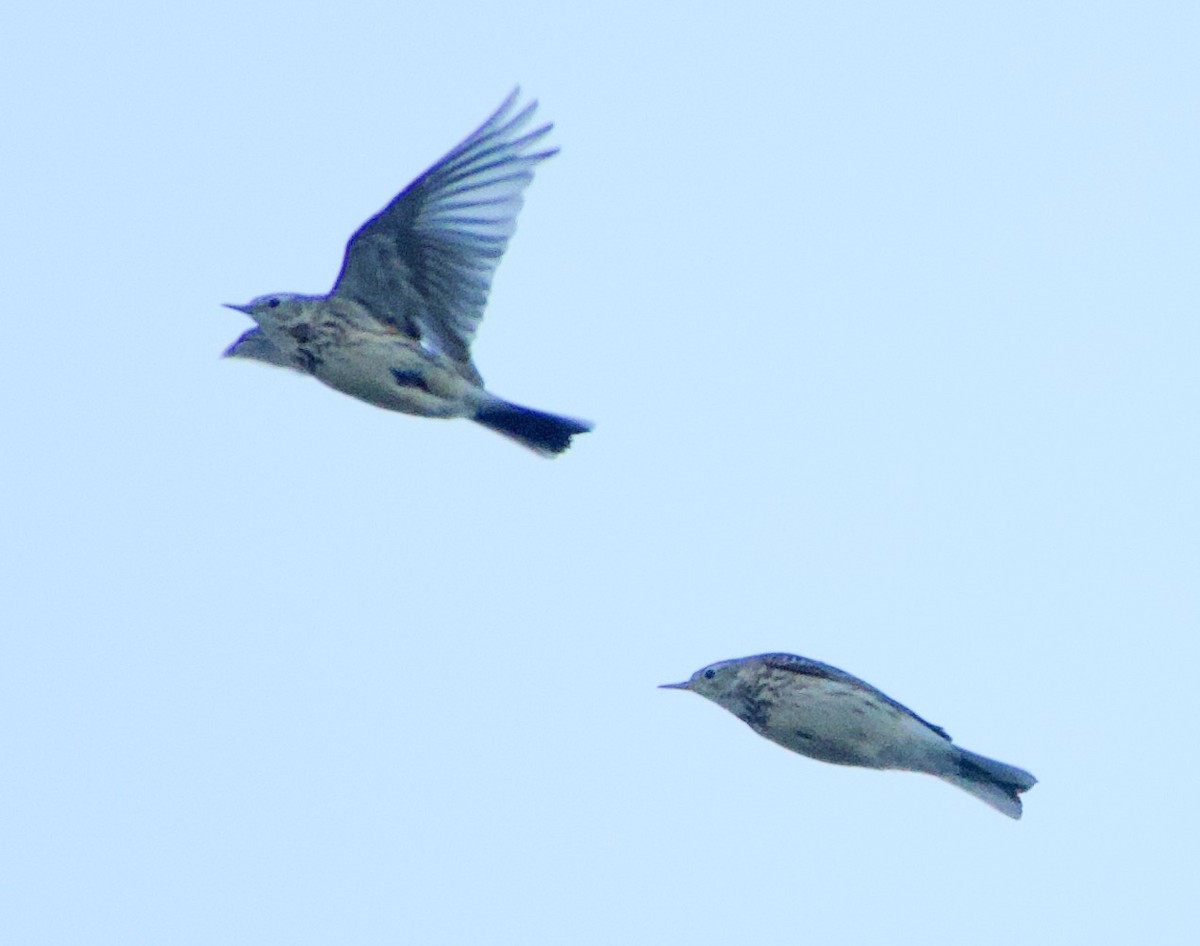 American Pipit - ML417194431