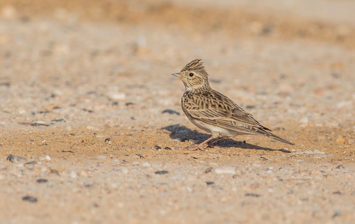 Eurasian Skylark - ML41719451