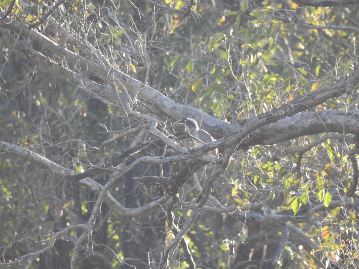 Indian Gray Hornbill - ML417195071