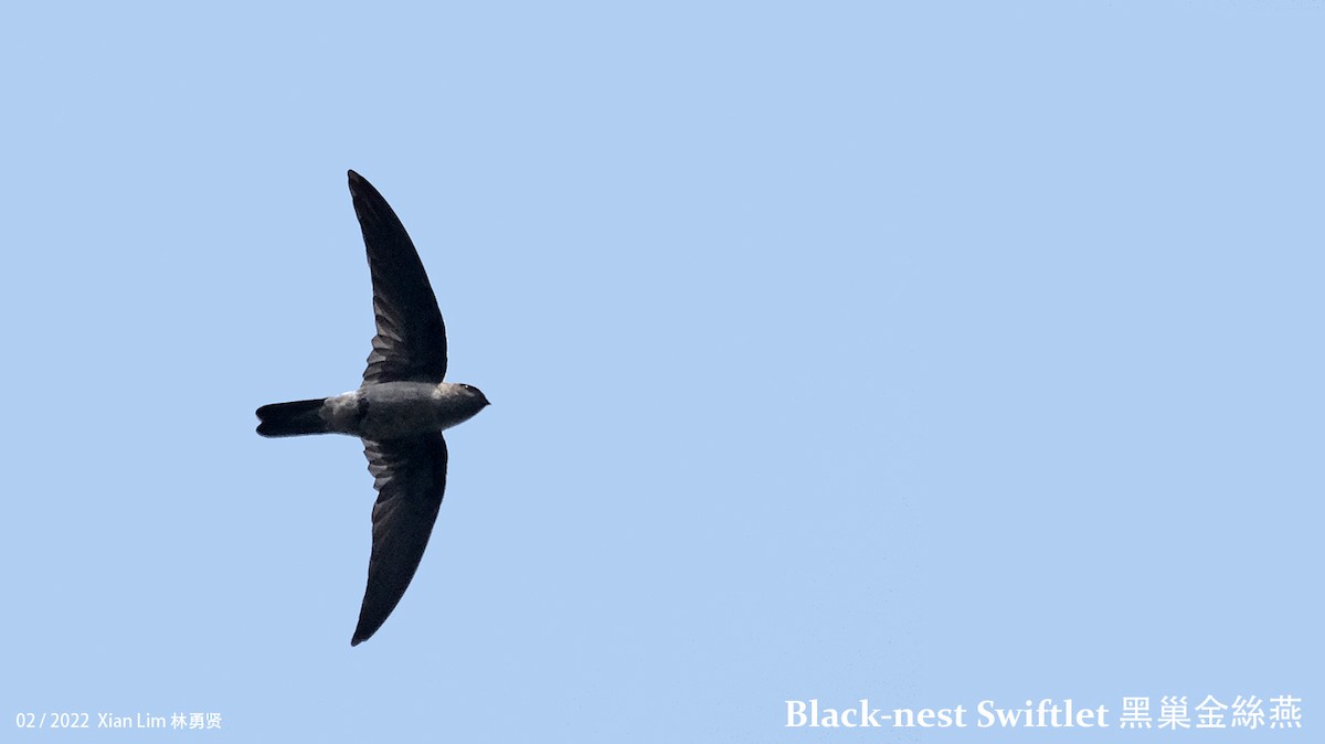 Black-nest Swiftlet - ML417195101