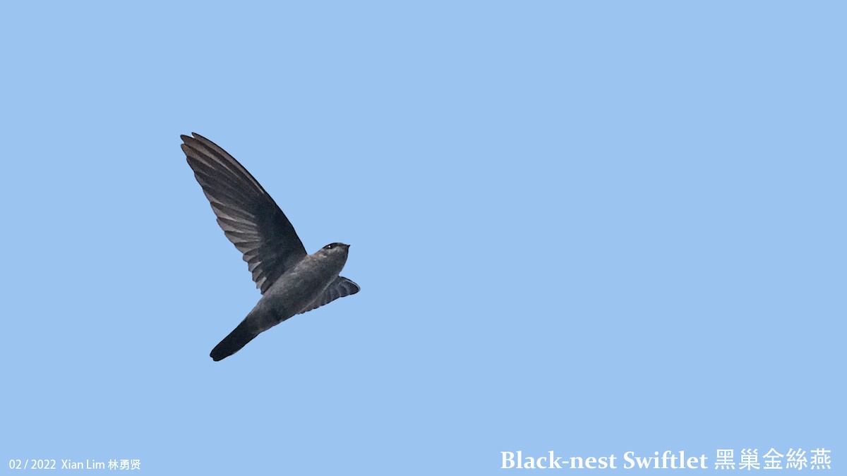 Black-nest Swiftlet - ML417195111