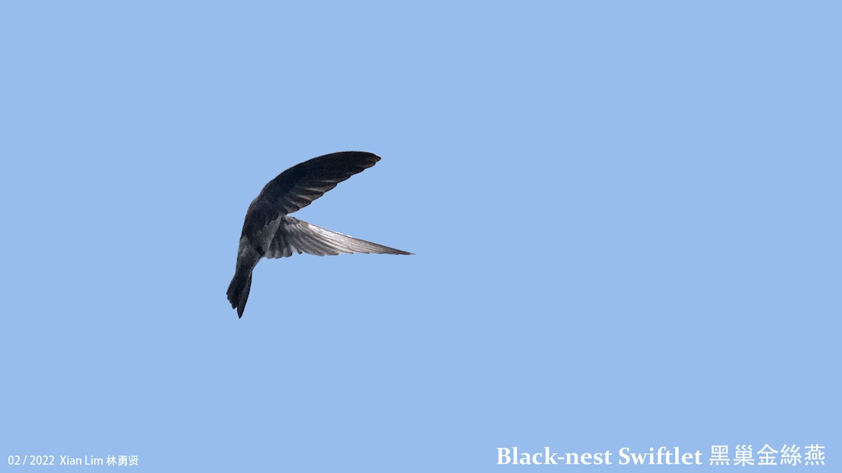Black-nest Swiftlet - ML417195121