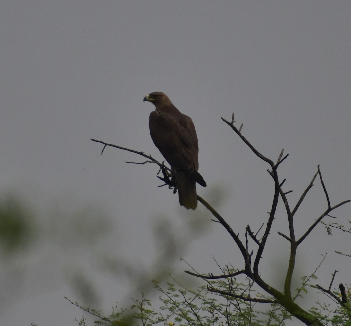 Bonelli's Eagle - Arun Nair