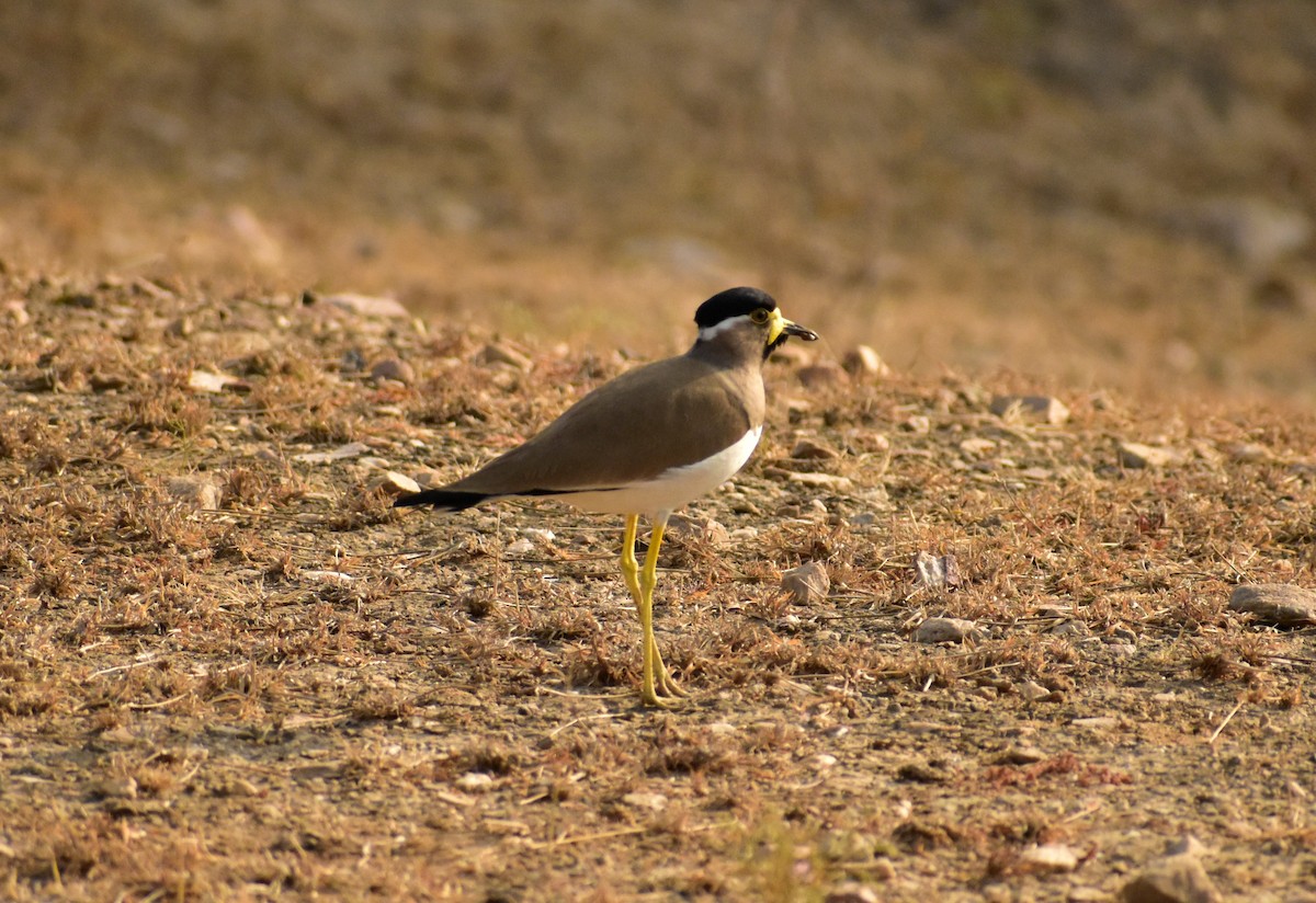 Yellow-wattled Lapwing - ML417196211