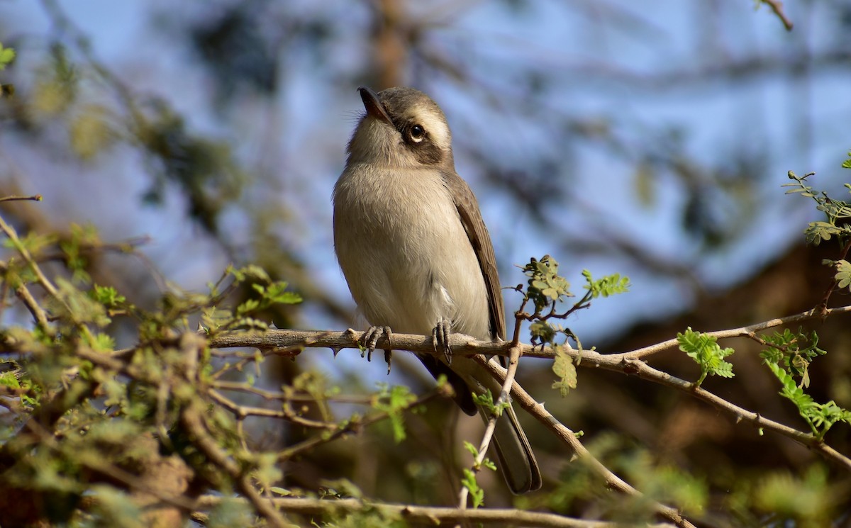 Common Woodshrike - ML417196351