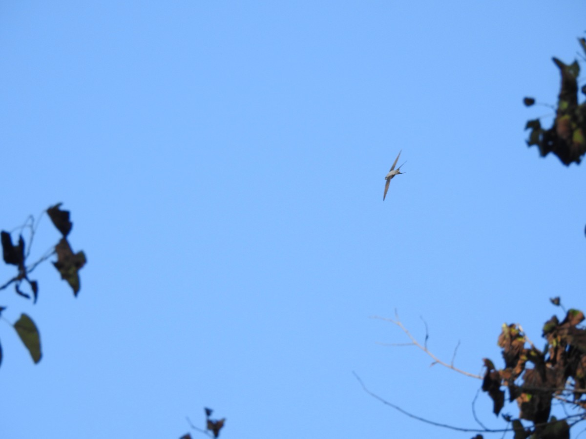 Crested Treeswift - ML417197001