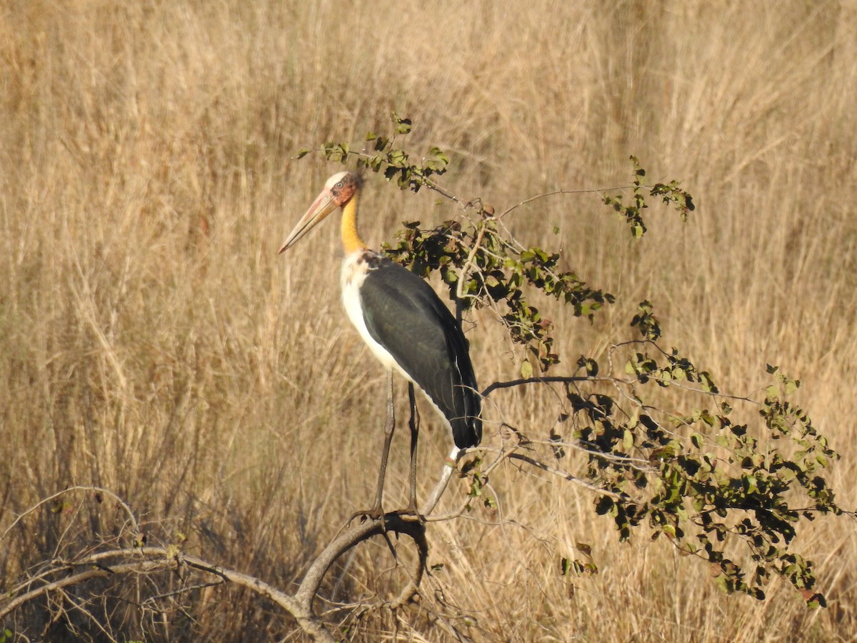 småadjutant - ML417197661