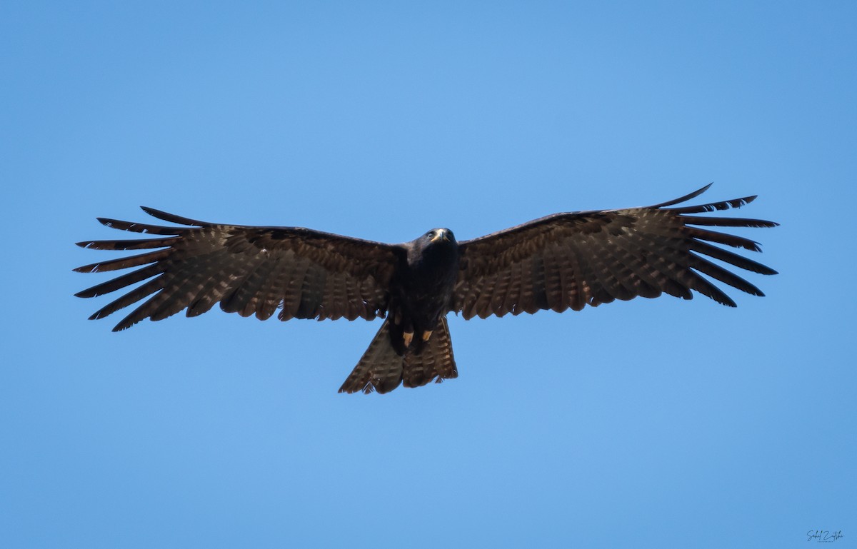 Black Eagle - Sahil 🐧
