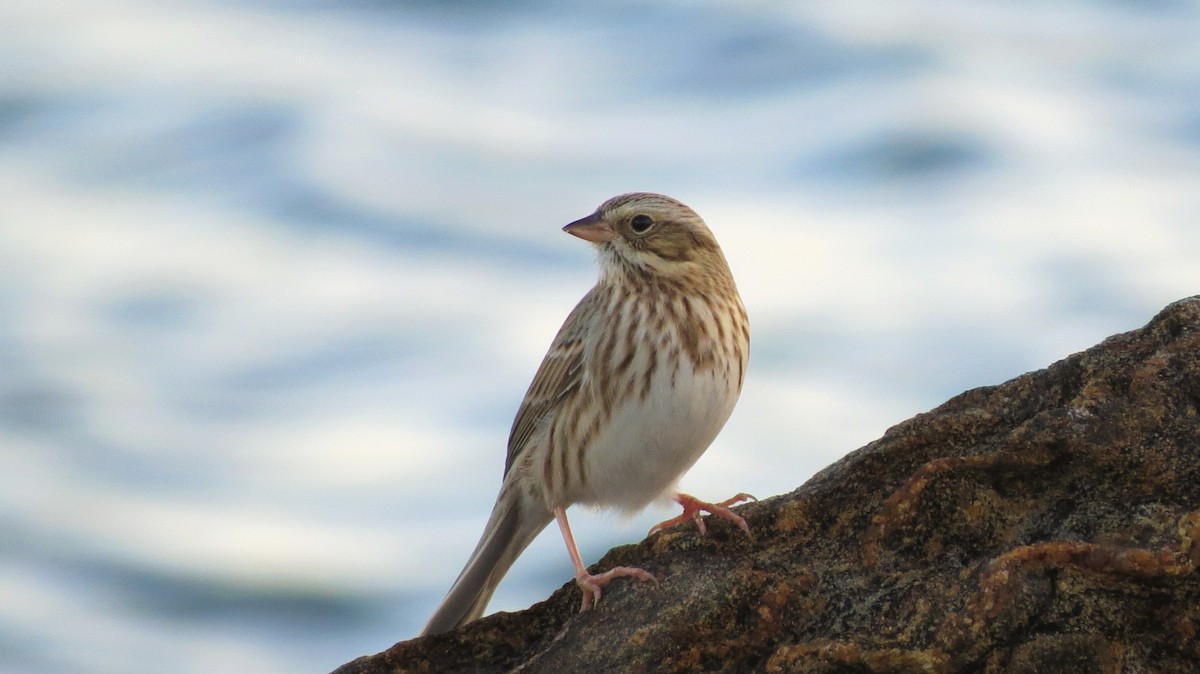 Savannah Sparrow - ML41719861