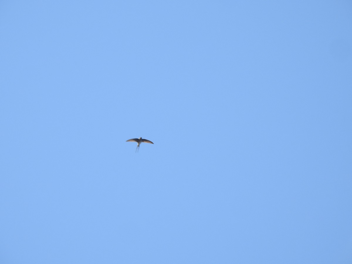 Crested Treeswift - ML417201501