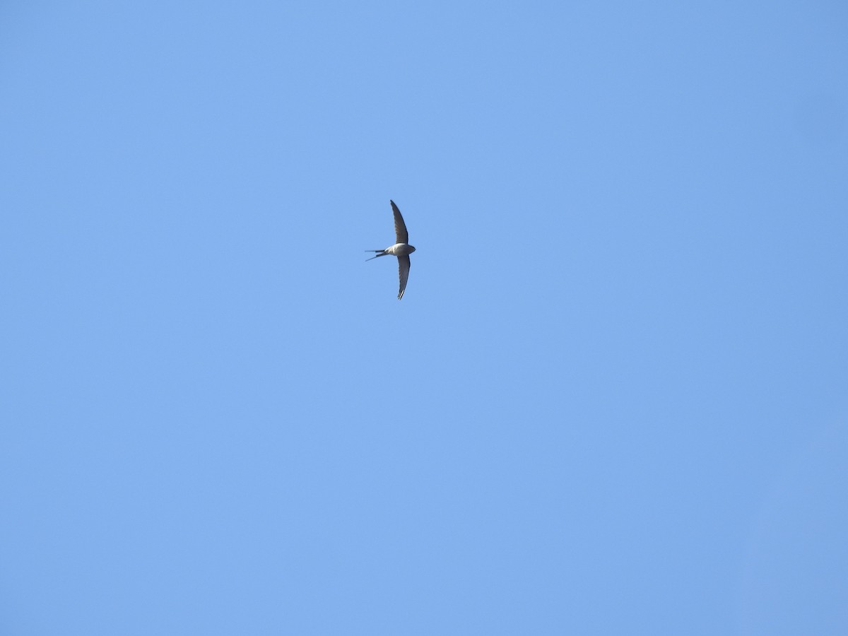 Crested Treeswift - ML417201511