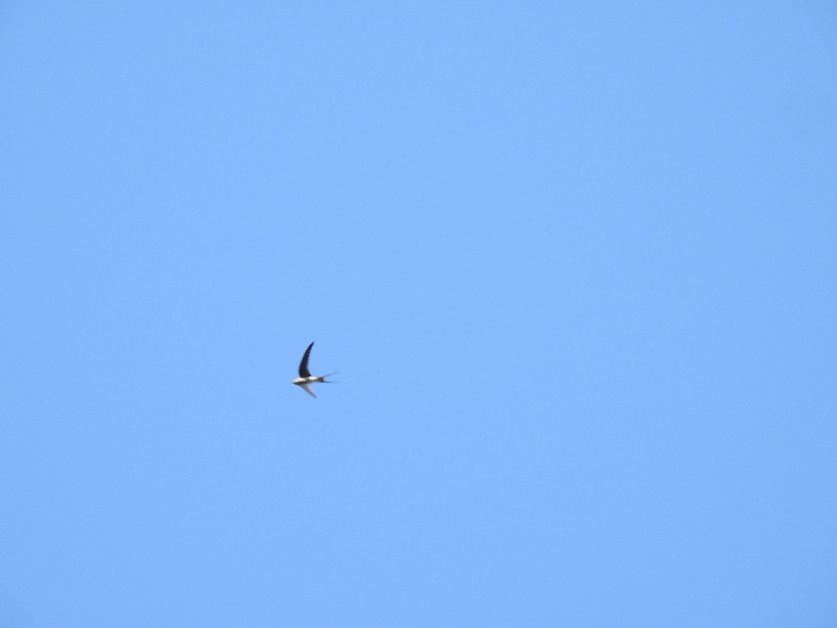 Crested Treeswift - ML417202171