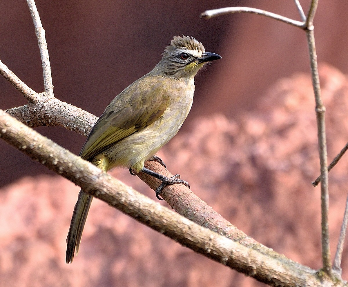 White-browed Bulbul - Arun Prabhu
