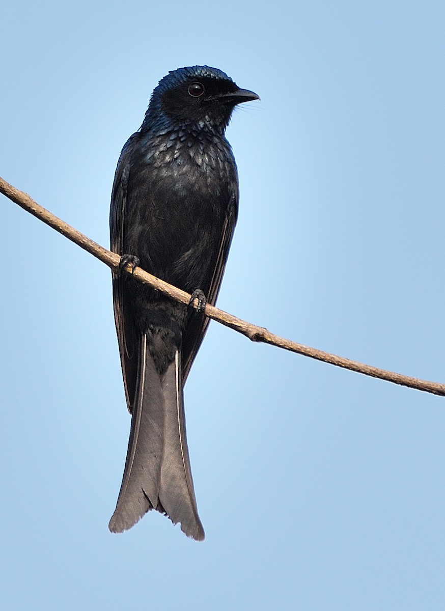 Bronzed Drongo - Arun Prabhu