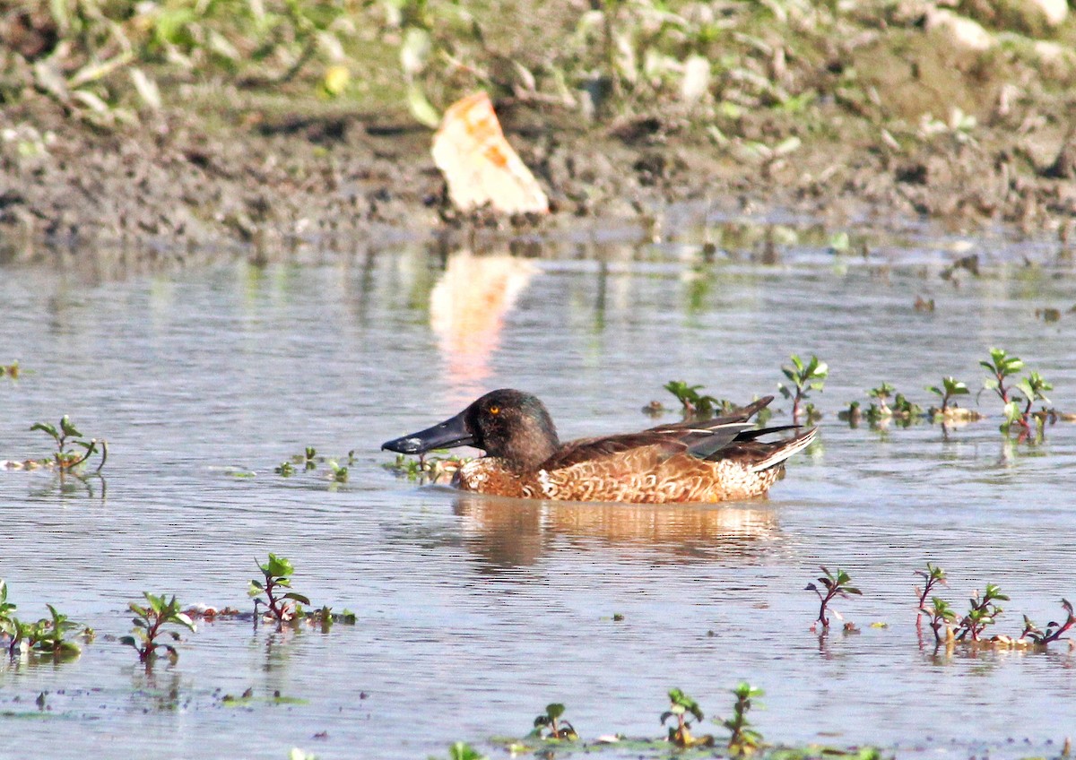 Northern Shoveler - ML417202541