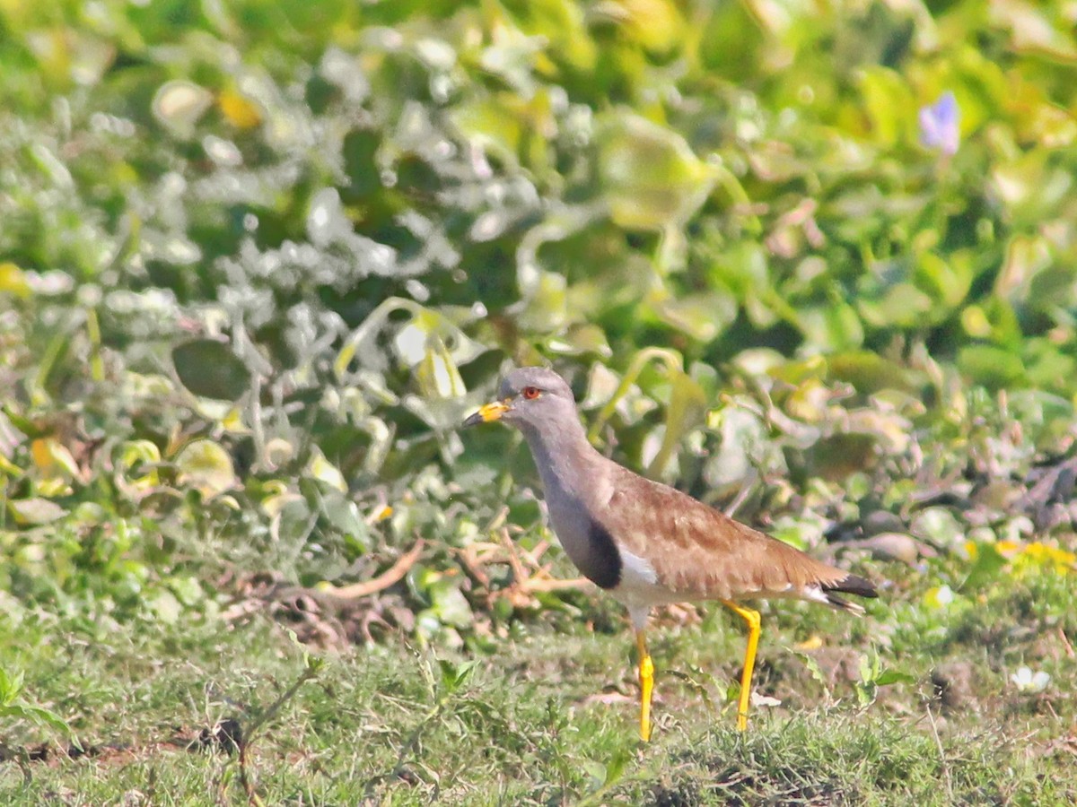 Gray-headed Lapwing - ML417202611