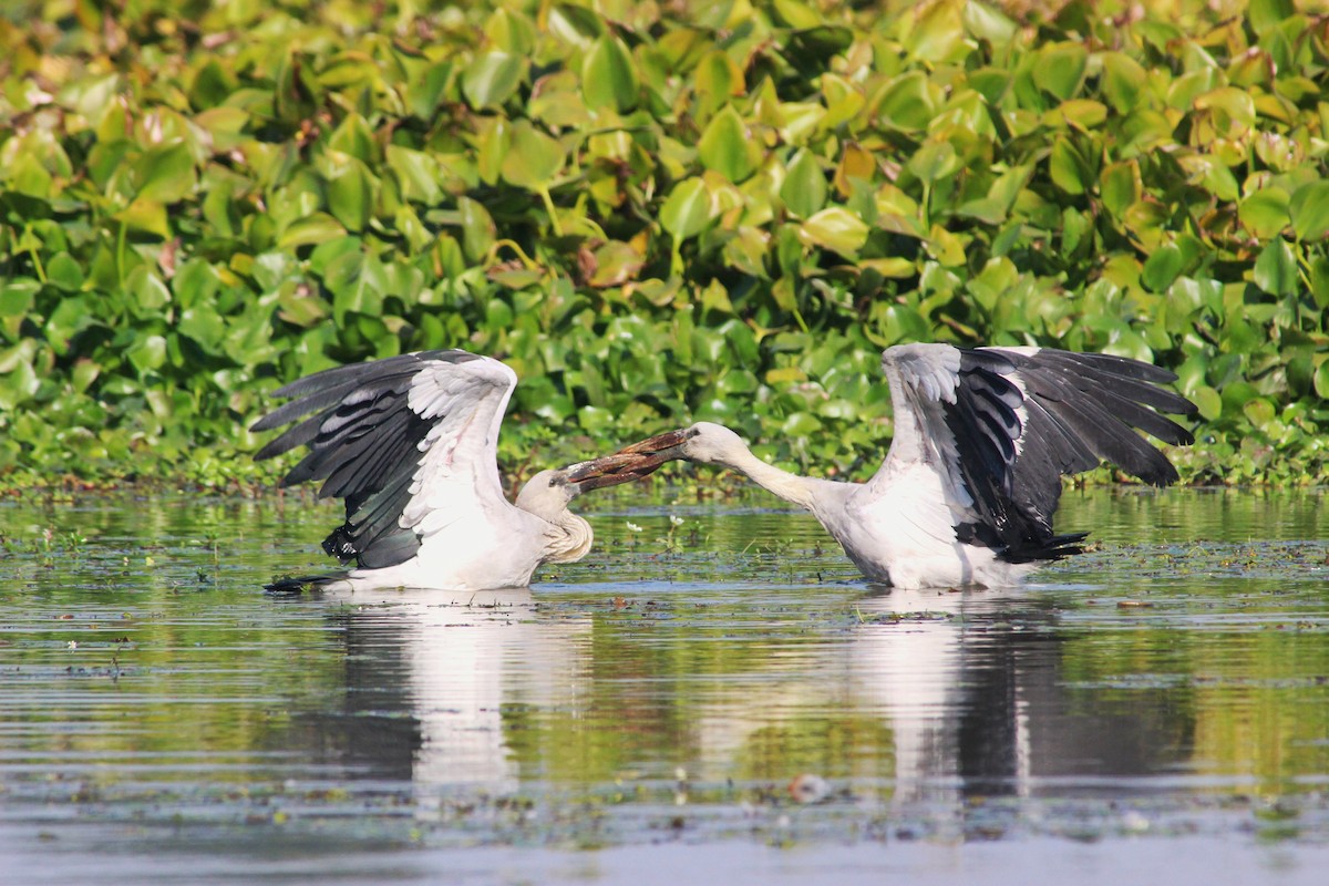 Asian Openbill - ML417202681