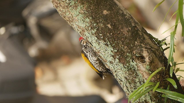 Common Flameback - ML417203881