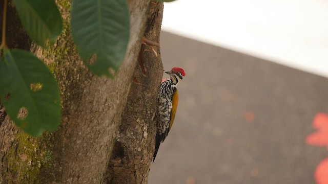 Common Flameback - ML417203911